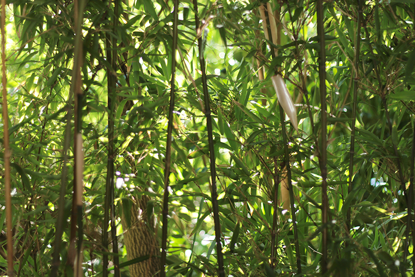 gata jardín bambus hojitas