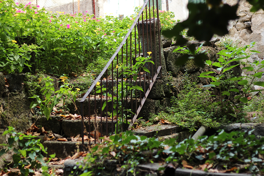 gata jardín escaleras