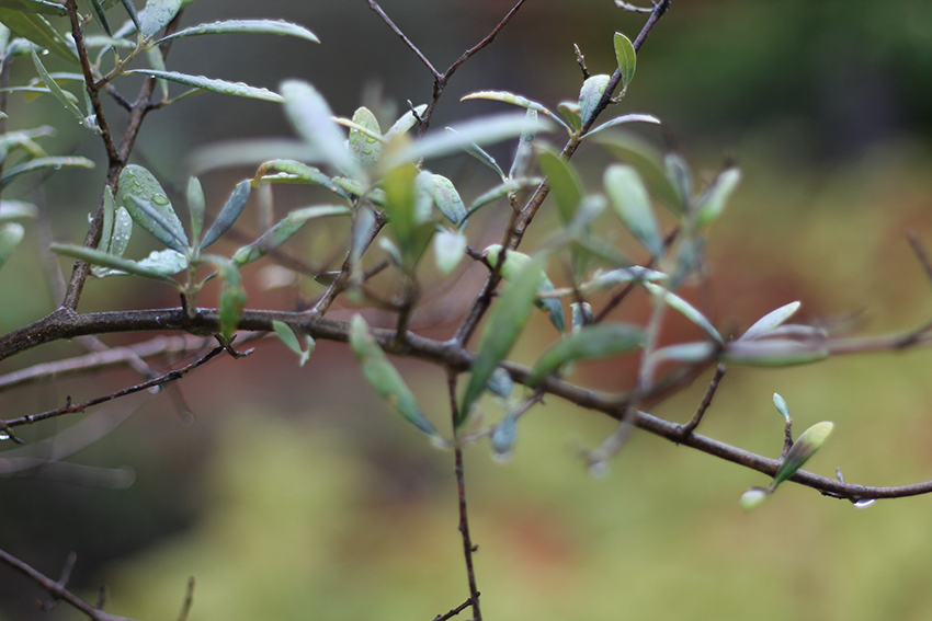 hoyos julia ramo olivo